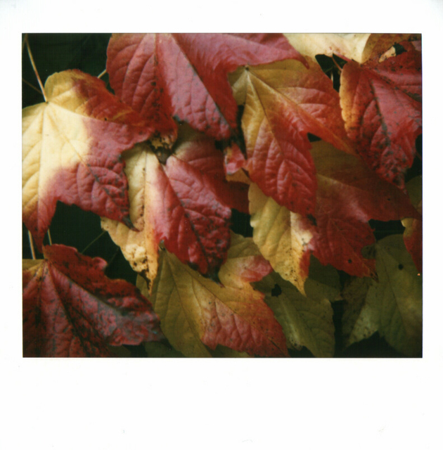 Colored Leaves - ID 000012