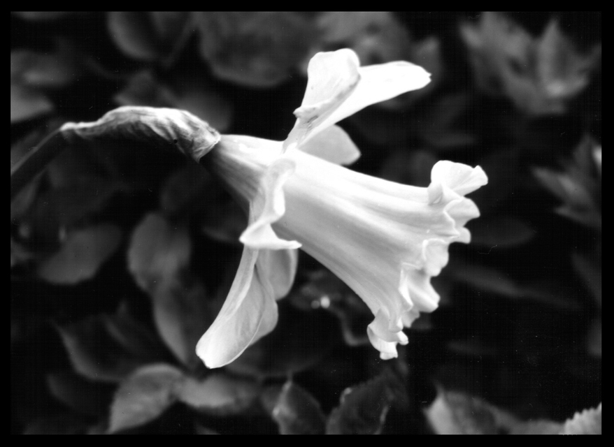 Flower I - ID 000084