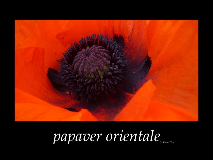Papaver Orientale - ID 000110