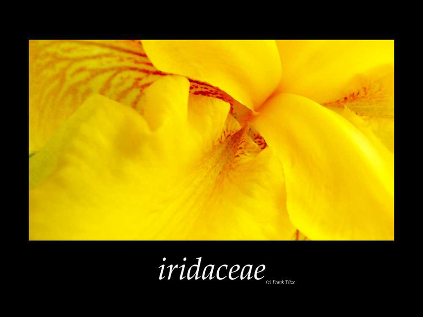 Iridaeceae - ID 000111