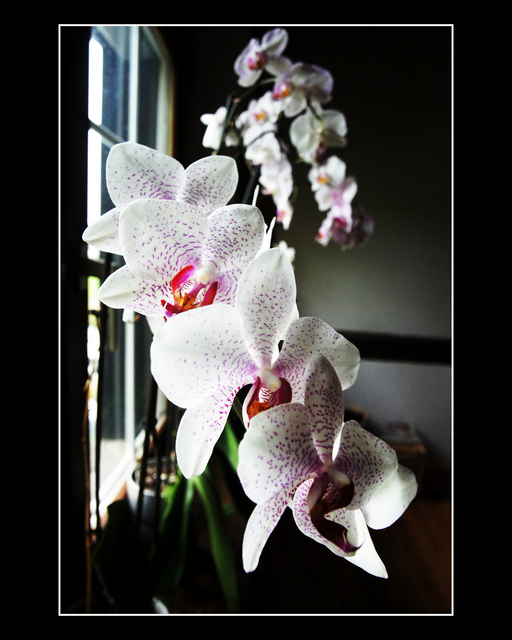Orchidaceae at the Window - ID 000124