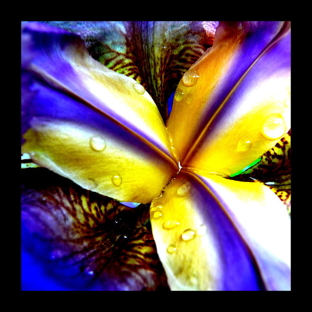 Flower Power - ID 000126