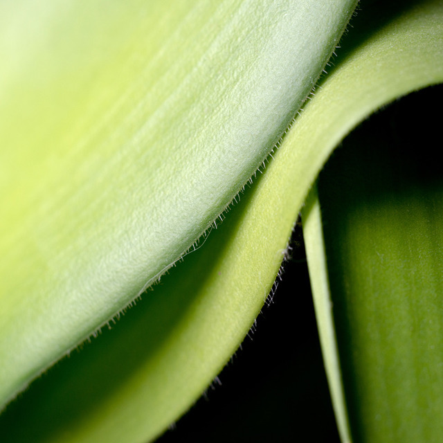 Elephant's Ear - ID 000140