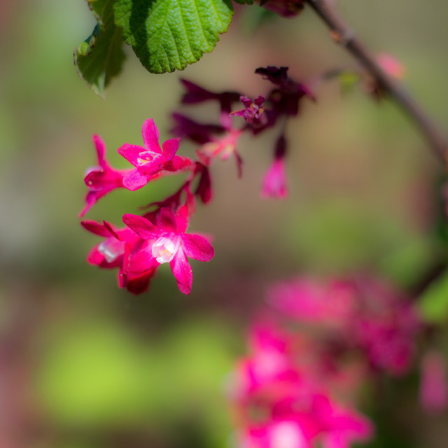 Spring II - ID 000141