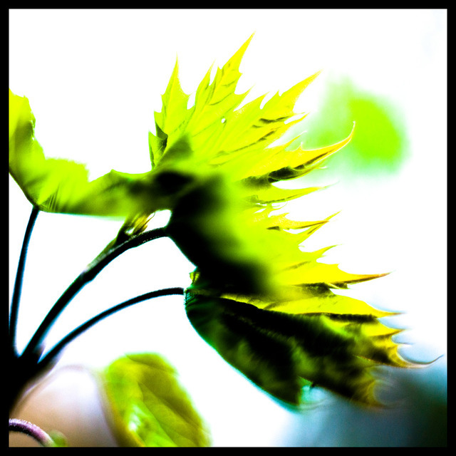 Aggressive Spring - ID 000154