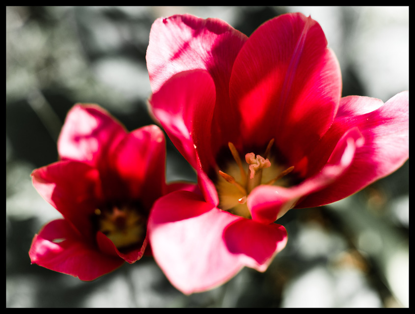 Tulipa - ID 000160