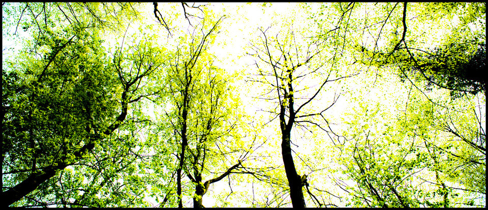 Green Trees - ID 000164