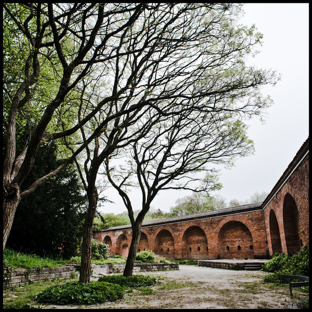 Wilde Trees - ID 000169