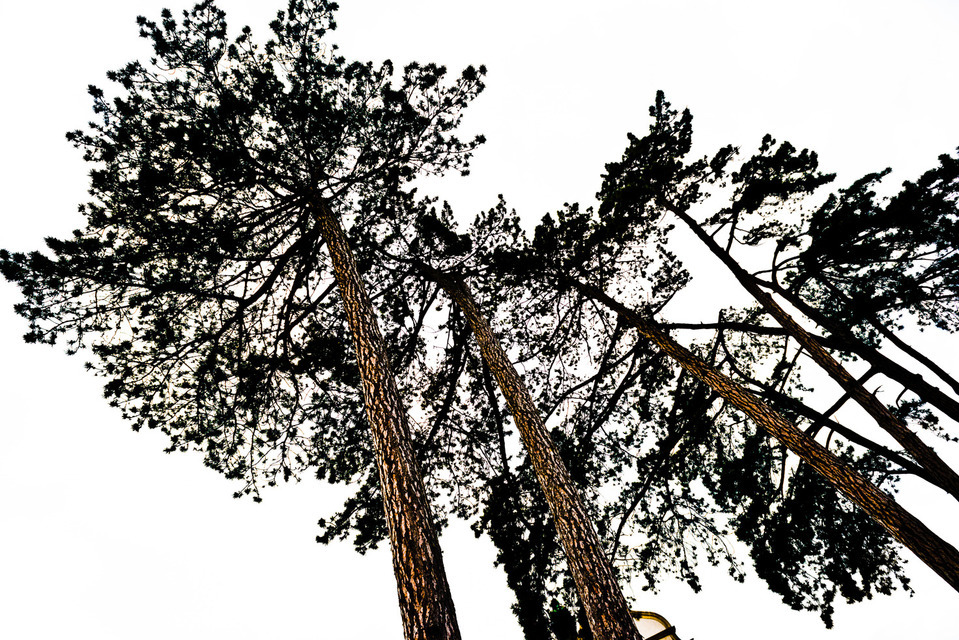 White Trees - ID 000187