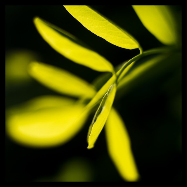 Leaves in the Sun - ID 000205