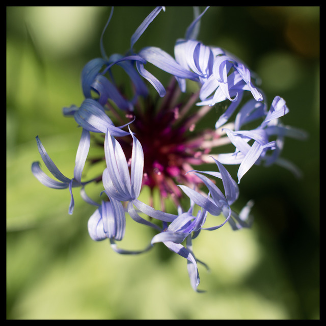 Below Trees - ID 000214