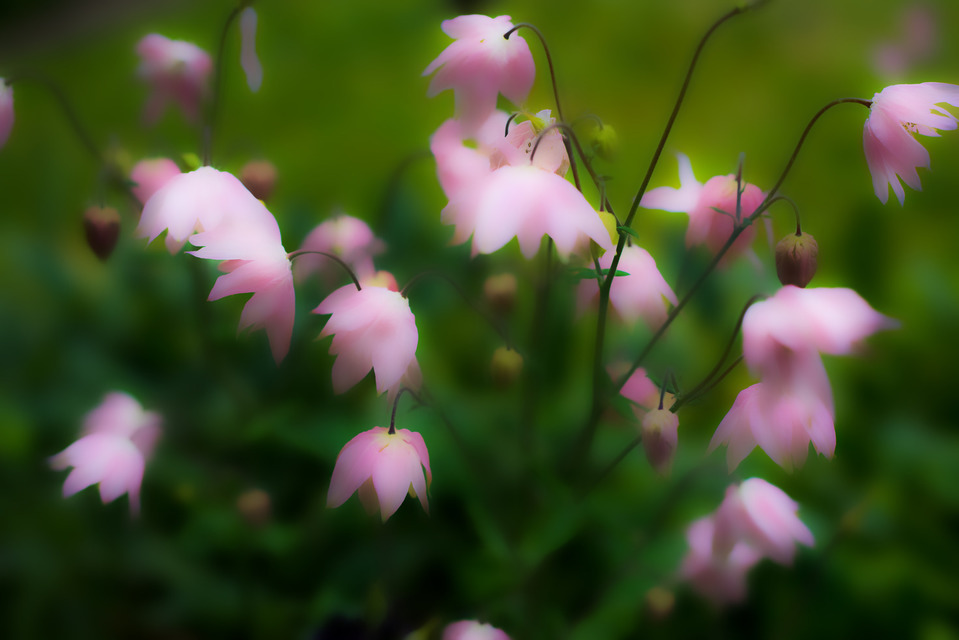 Natural Flower - ID 000226