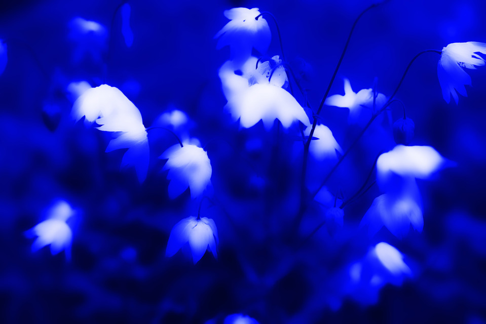 Blue Flower - ID 000227