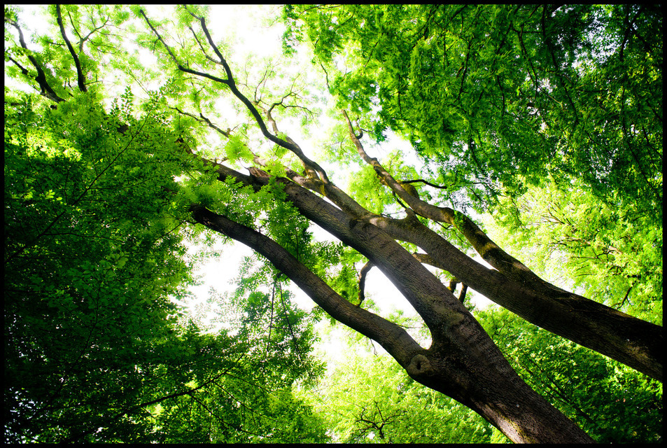 Old Trees on old Graveyard - ID 000229