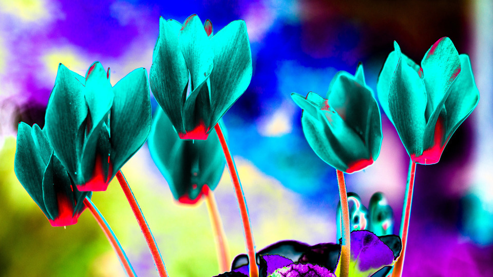 Flower Group II - ID 000232