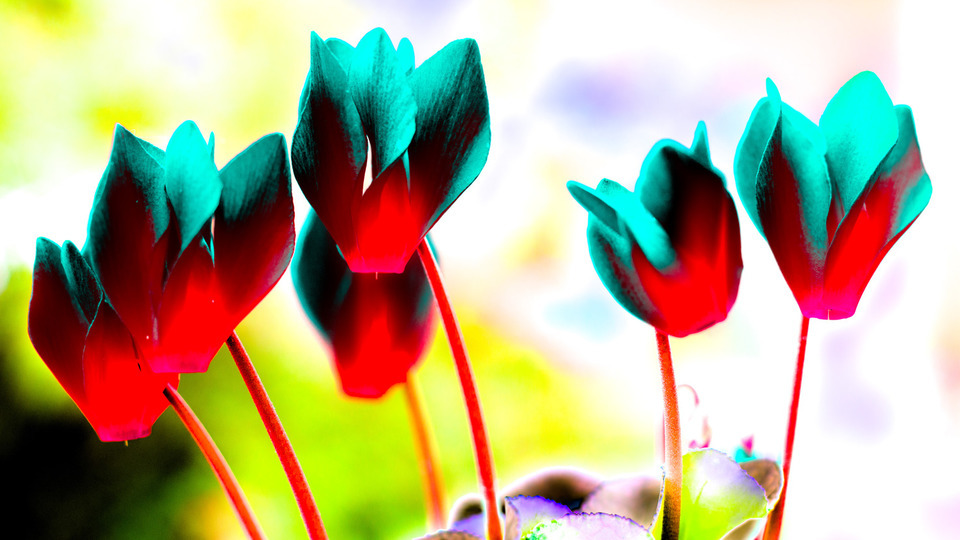 Flower Group III - ID 000233