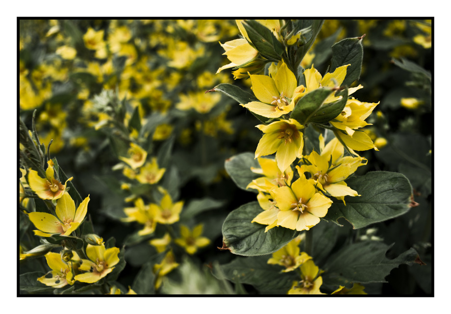 Yellow Flowers I - ID 000236