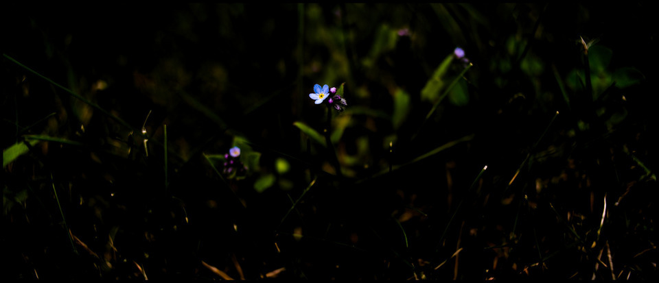 Light in the Dark - ID 000250