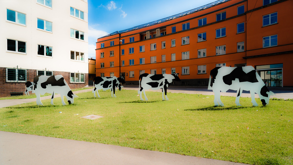 Cows - ID 000252