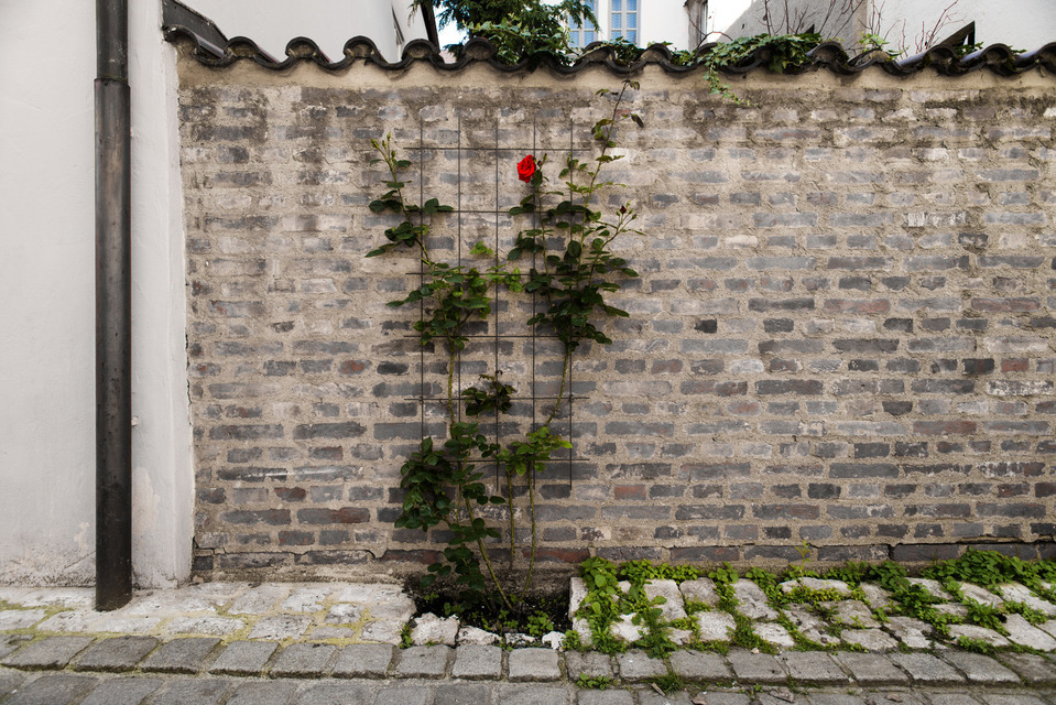 Red Rose - ID 000261