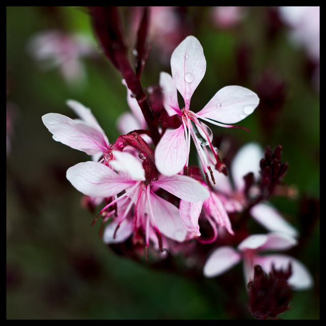 After Rain - ID 000264