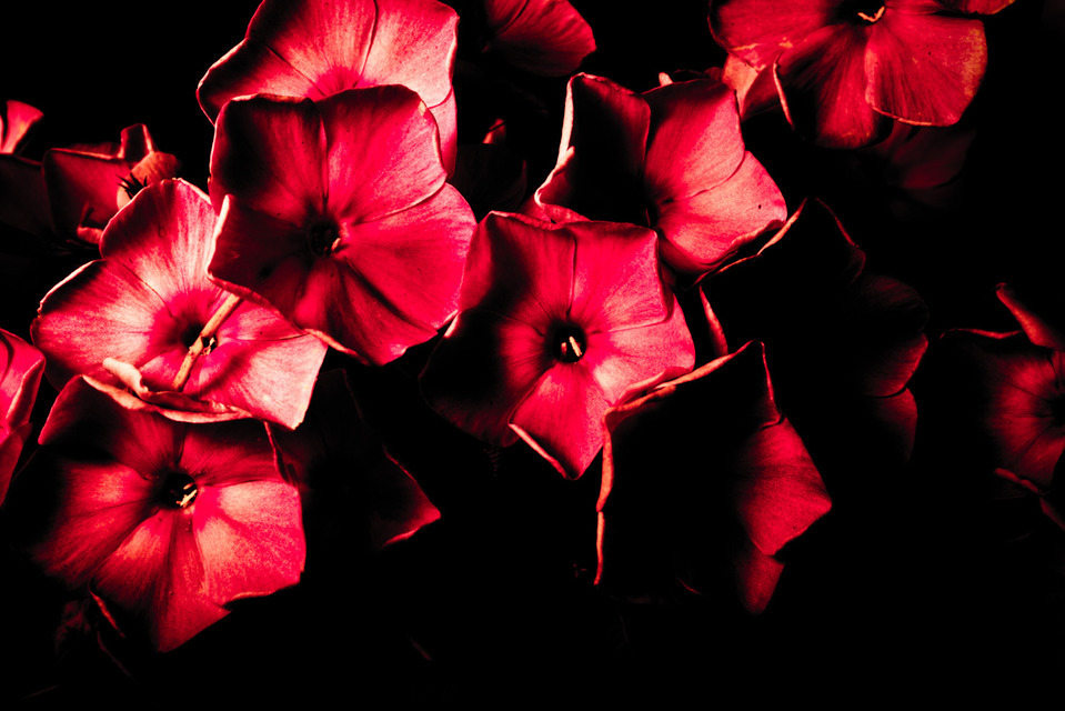 Red Flower I - ID 000297