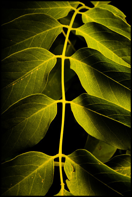 Chain if Leaves - ID 000299