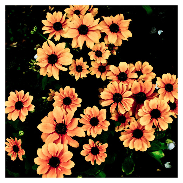 Color Interpretion - ID 000306