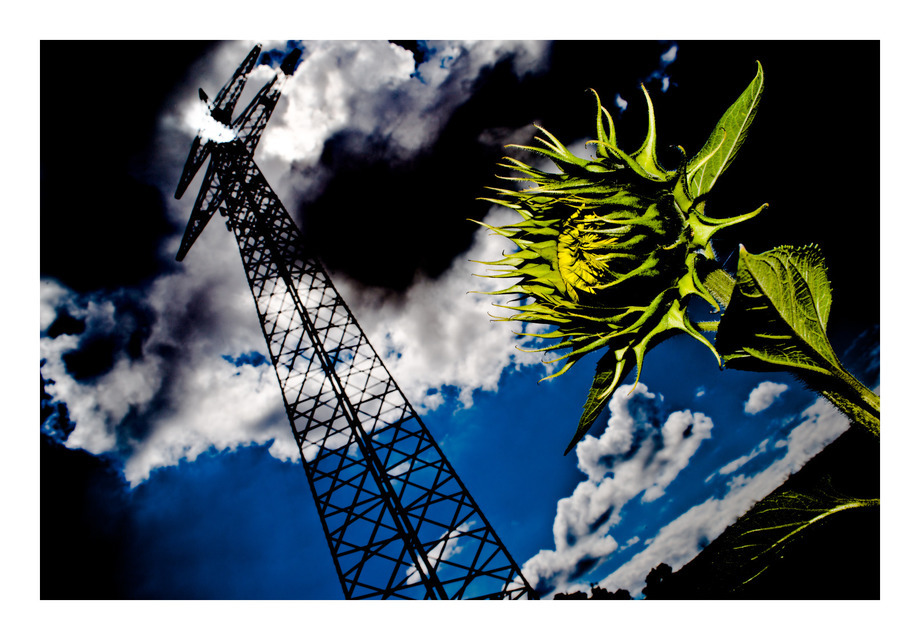 Sunflower I - ID 000320