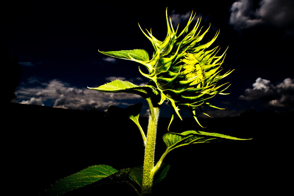 Sunflower II - ID 000321
