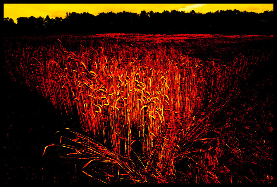 Red Corn - ID 000327