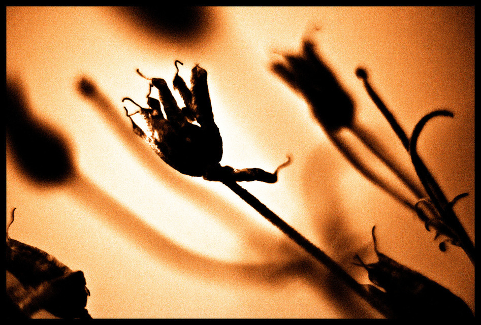 Still Standing - ID 000345