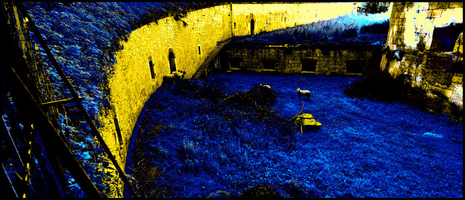 Five Sheep Visible and One Hidden - ID 000362