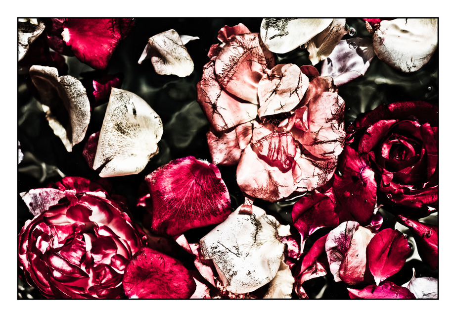 Roses I - ID 000399
