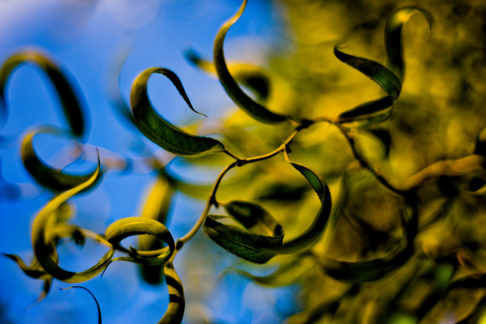 Leaves II - ID 000410