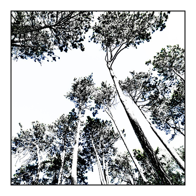 Trees II - ID 000420