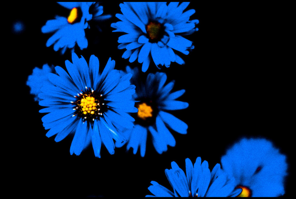 Blue Flowers - ID 000574