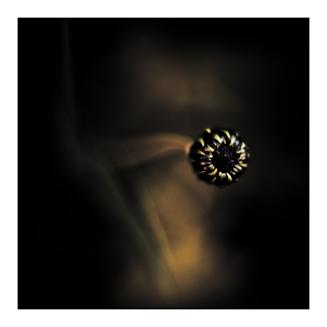 Rising Star - ID 000577