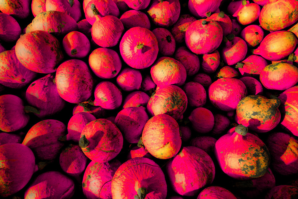 Pink Hokkaido - ID 000583