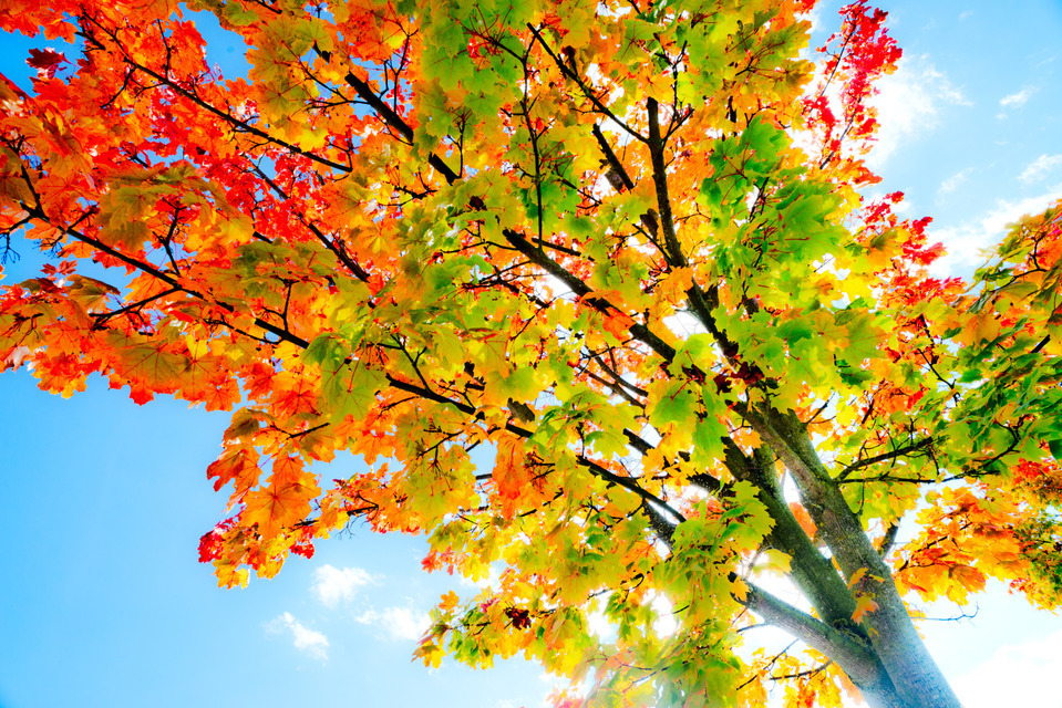 Autumn I - ID 000608