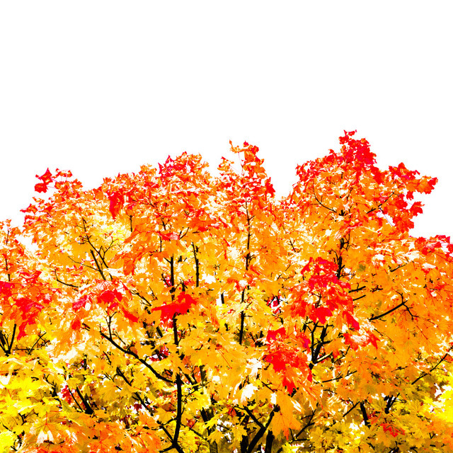 Autumn II - ID 000609