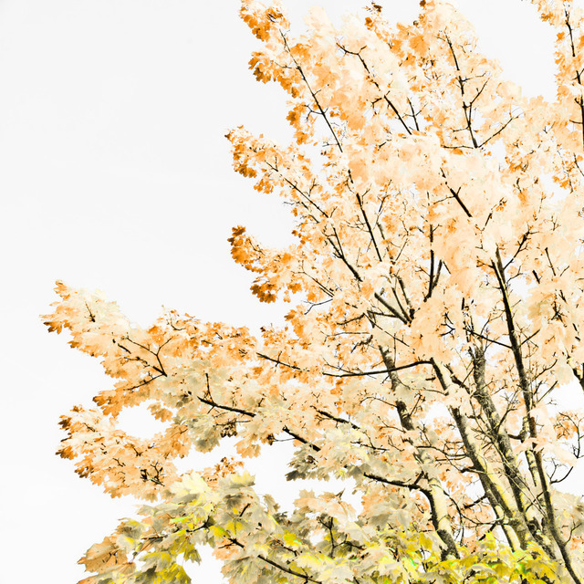 Autumn III - ID 000610