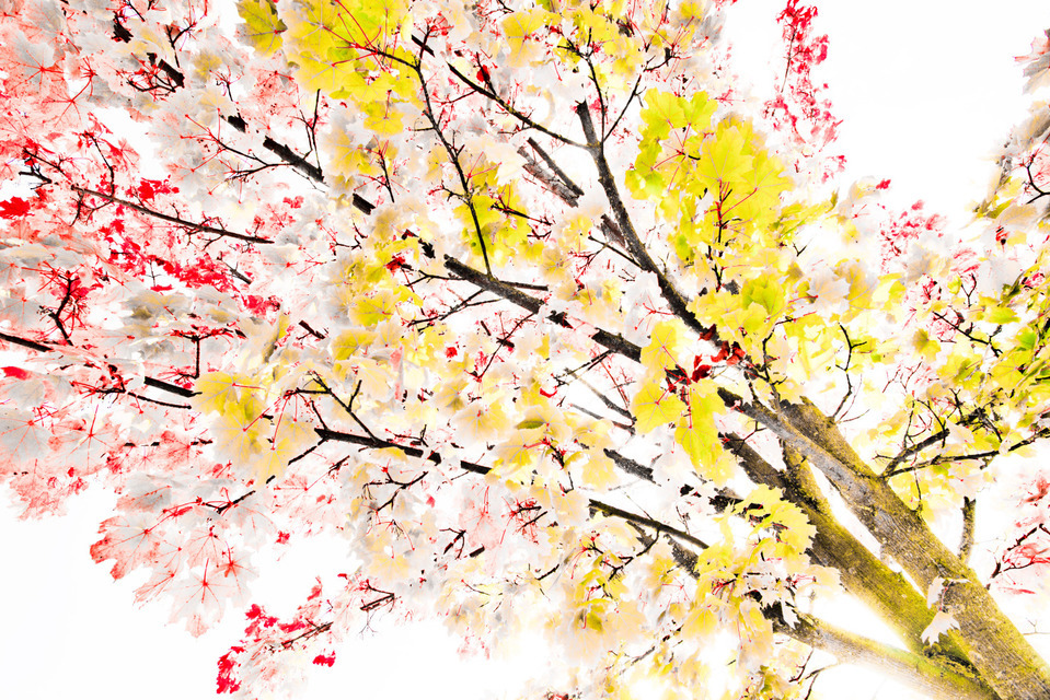 Autumn V - ID 000612