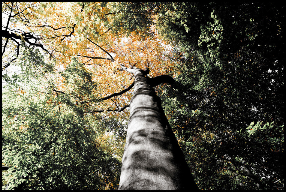 Grey Bole - ID 000654