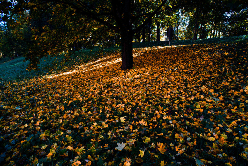 Falling Leaves - ID 000655