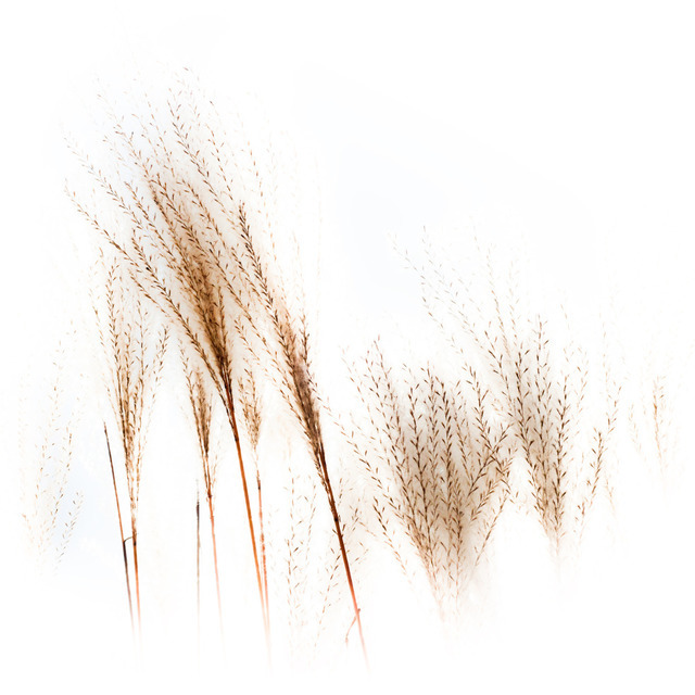 Cortaderia Selloana I - ID 000657