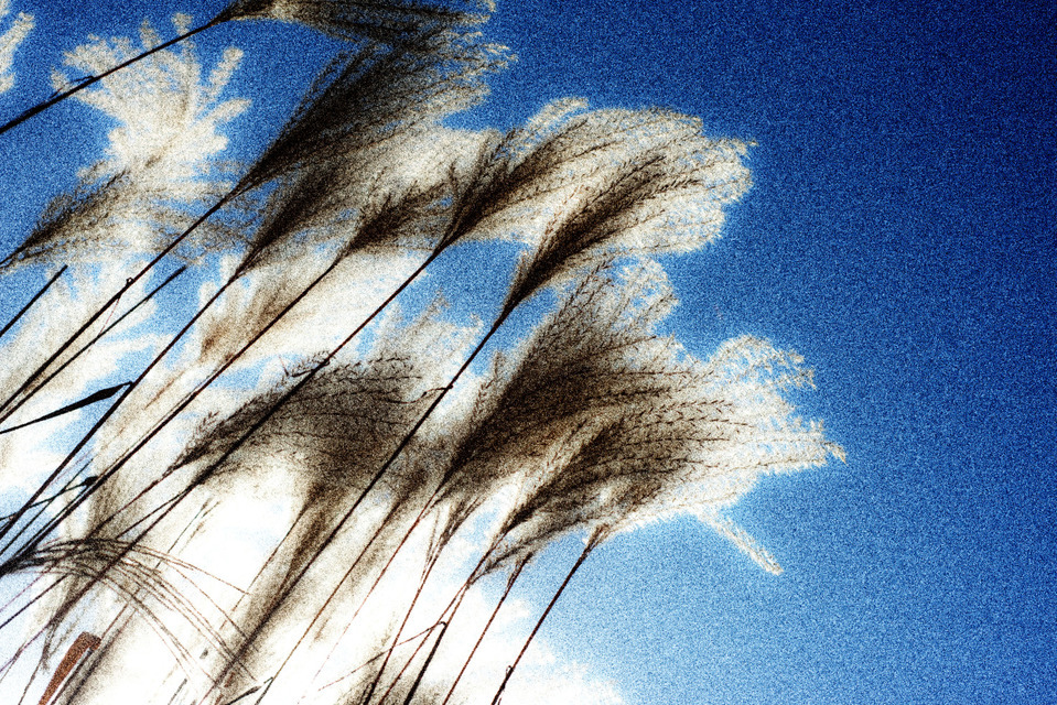 Cortaderia Selloana III - ID 000659