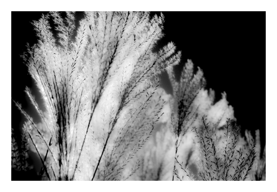 Cortaderia Selloana IV - ID 000660