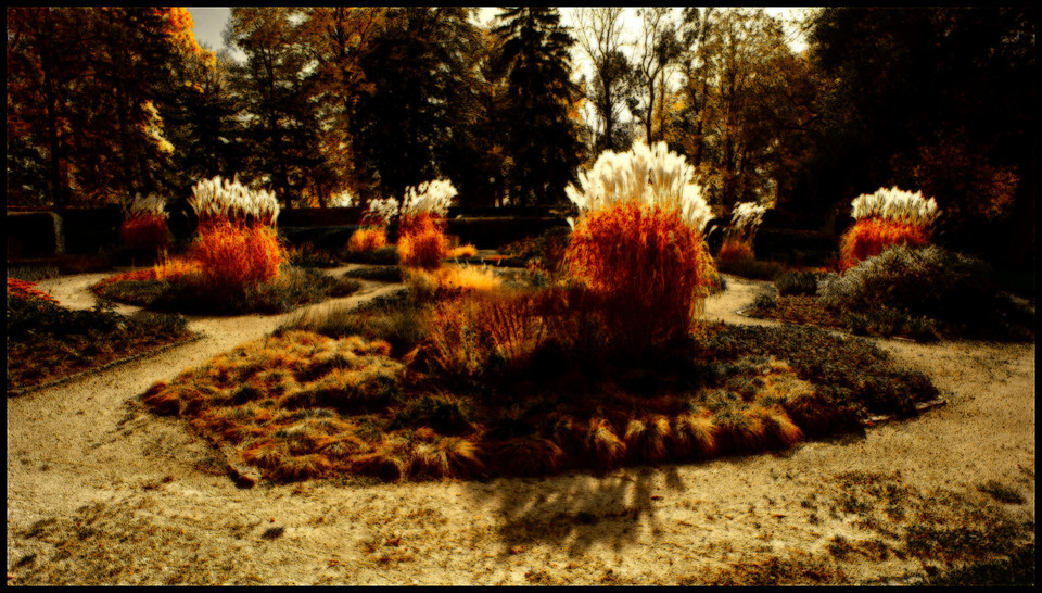 Cortaderia Selloana Groups - ID 000664