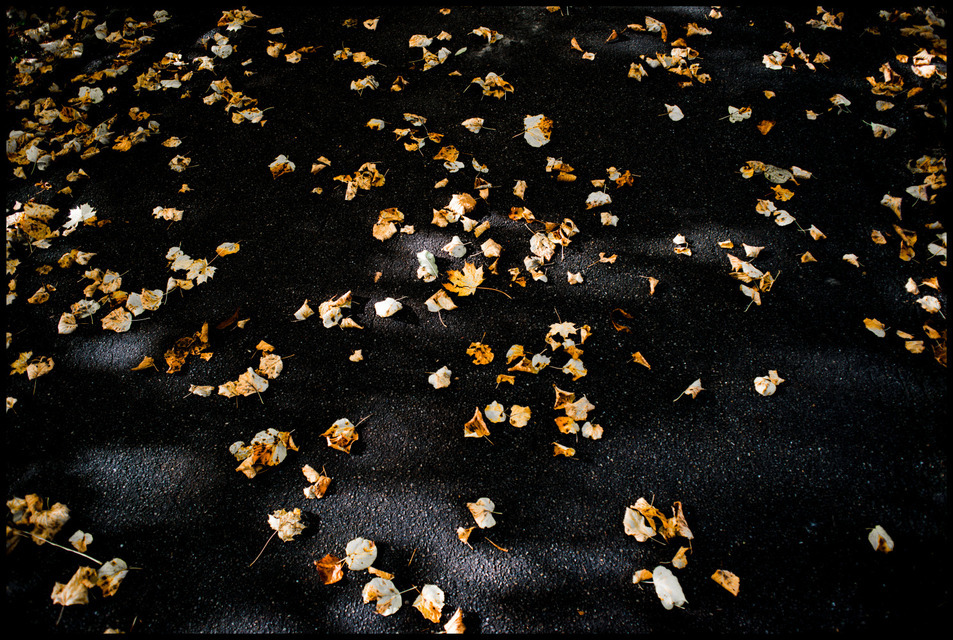 Leaves on Ground I - ID 000667